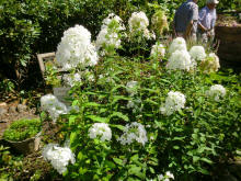 Anneroses Garten