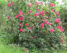 Rhododentrongarten